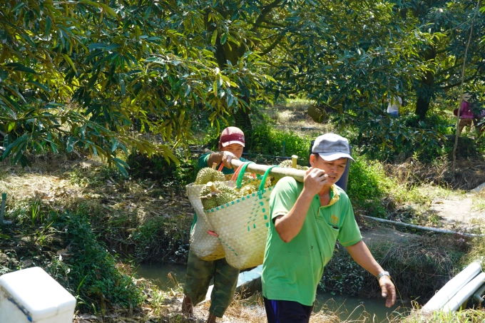 Thu hoạch sầu riêng tại thị xã Cai Lậy, Tiền Giang. Ảnh: Hoàng Nam